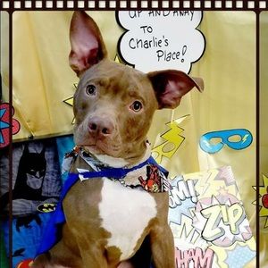 Meet your Posher, Bryant